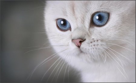 Щеночки и котятки (20 фото)