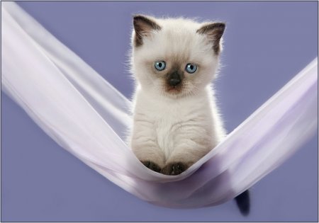 Щеночки и котятки (20 фото)