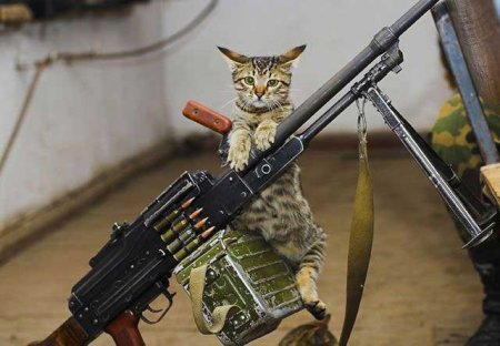 Забавные зверушки