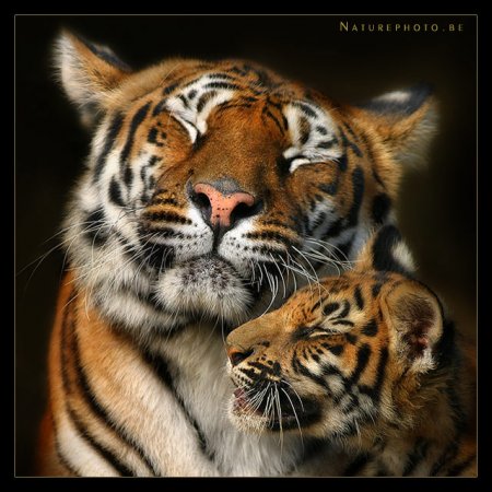 Фотограф Naturephoto Monique