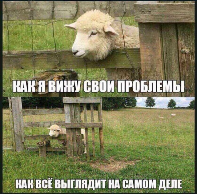 Прикольные картинки