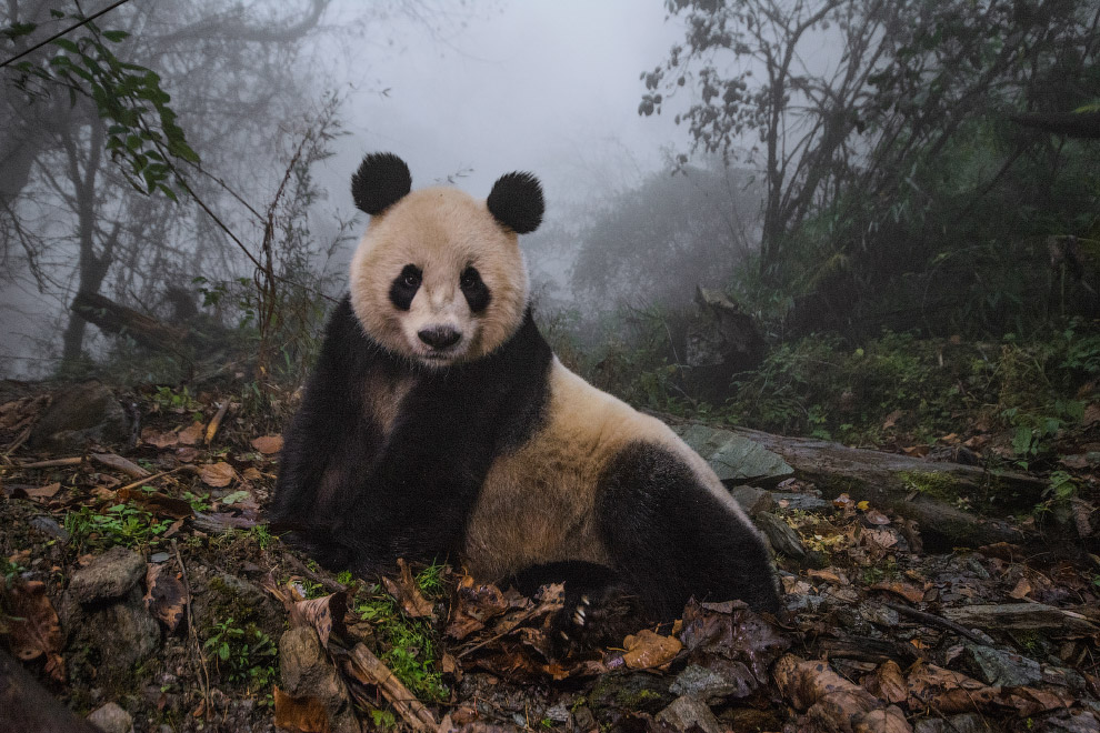 Лучшие кадры живой природы от National Geographic Лучшие кадры живой природы от National Geographic