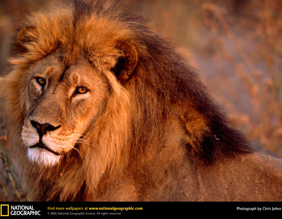 Большие кисы в фотографиях от National Geographic Большие кисы в фотографиях от National Geographic