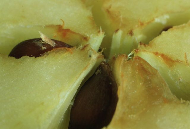 Смертельные продукты Смертельные продукты
