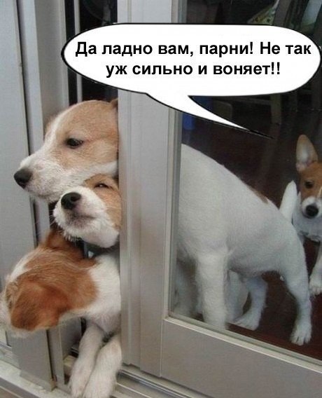 Забавные картинки