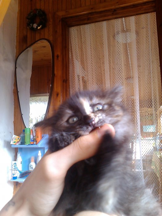 Кошечка