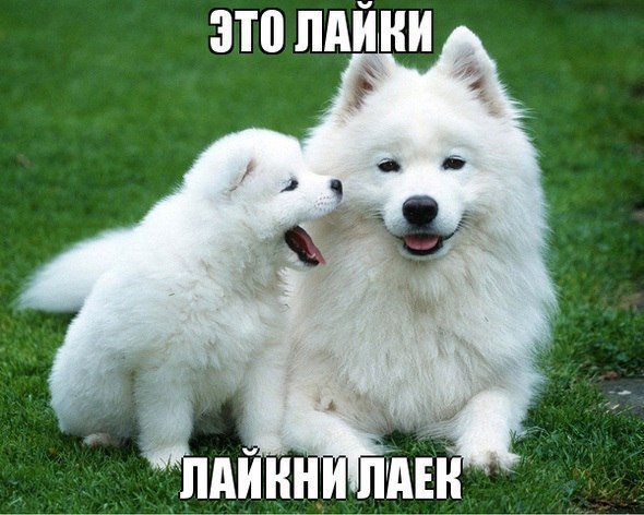 Веселые картинки