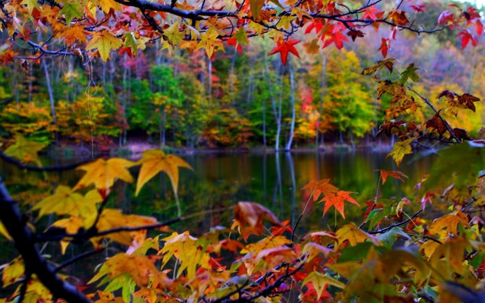 Обои на рабочий стол /Best HD Wallpapers Pack 1021
