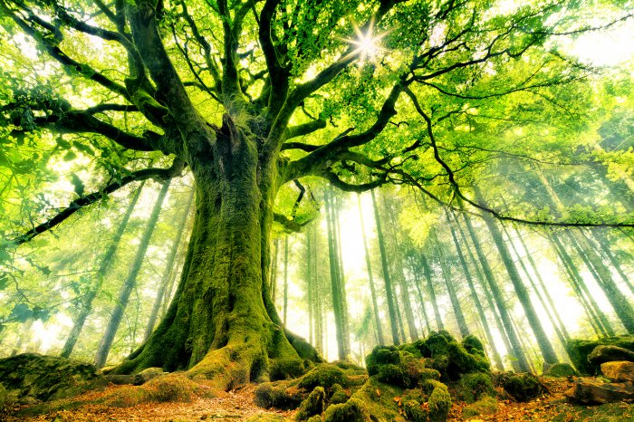 Обои на рабочий стол /Landscapes Wallpapers Collection 