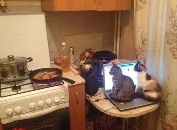 Забавные картинки