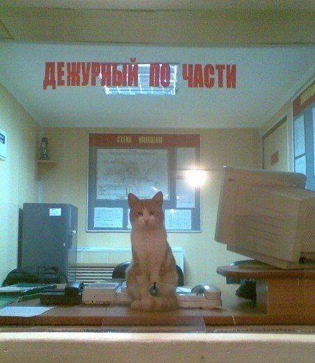 Забавные картинки
