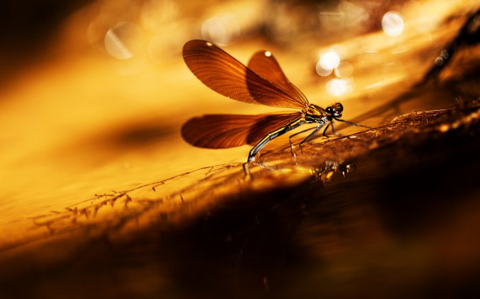 Обои на рабочий стол /Best HD Wallpapers Pack 1037