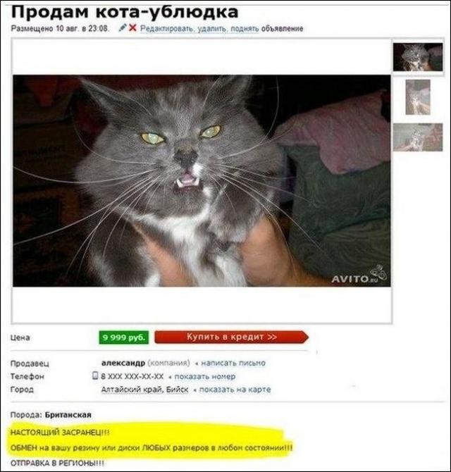 Гениальные комментарии из социальных сетей