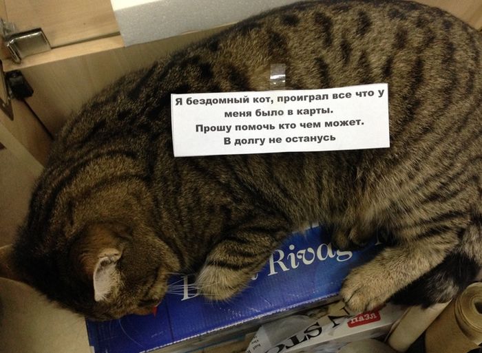Забавные картинки
