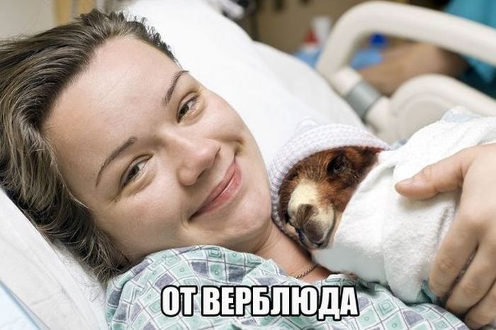 Забавные картинки