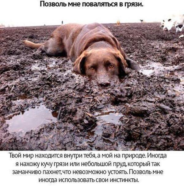 Собачьи просьбы