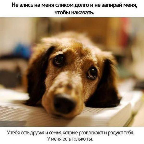 Собачьи просьбы