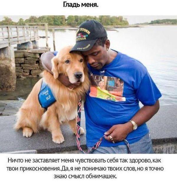 Собачьи просьбы