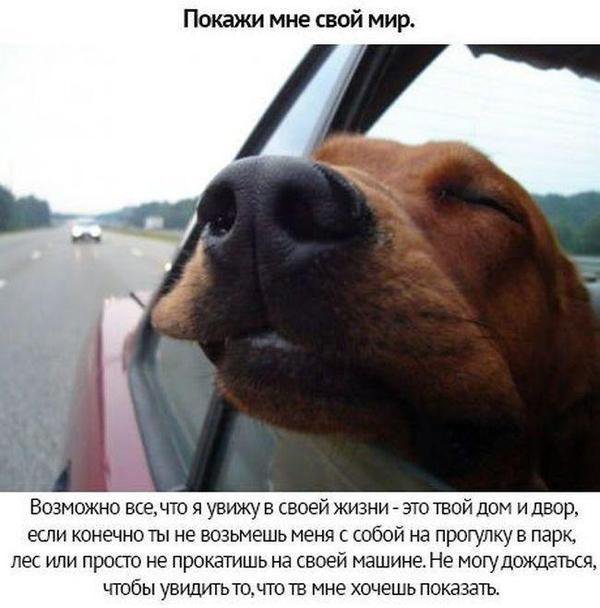 Собачьи просьбы
