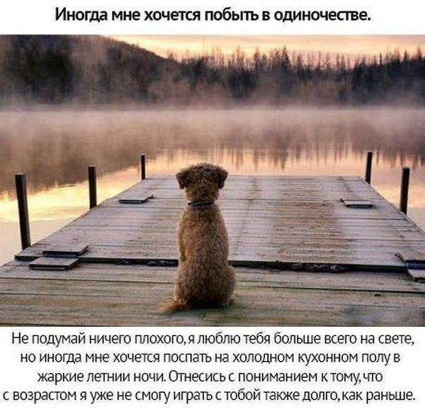 Собачьи просьбы