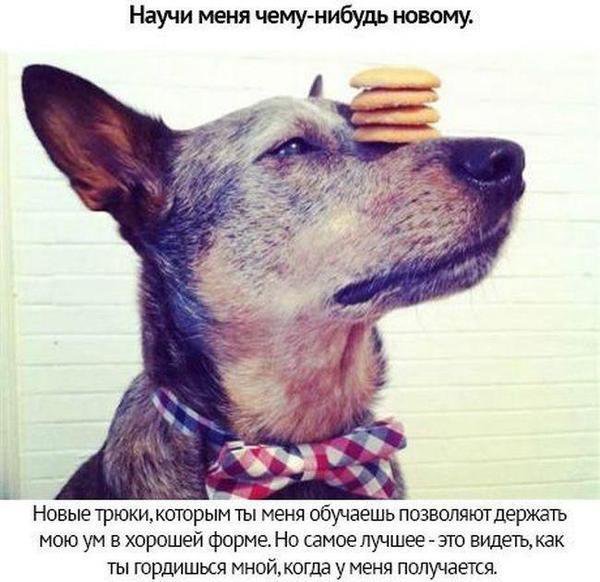Собачьи просьбы