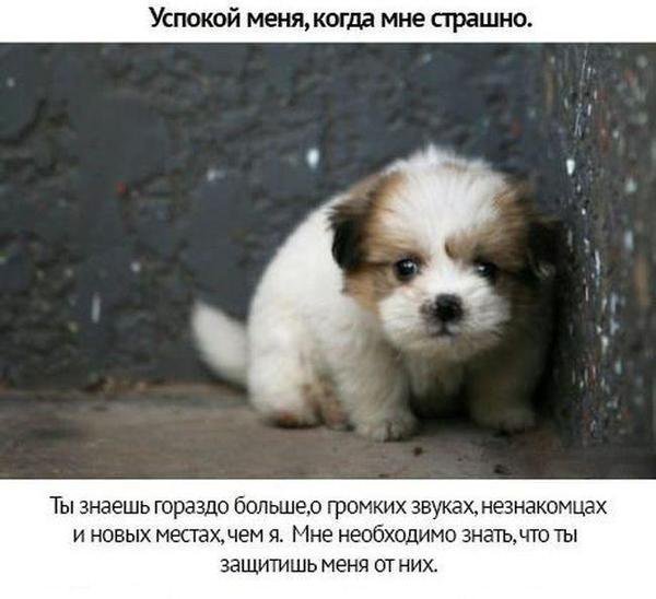 Собачьи просьбы