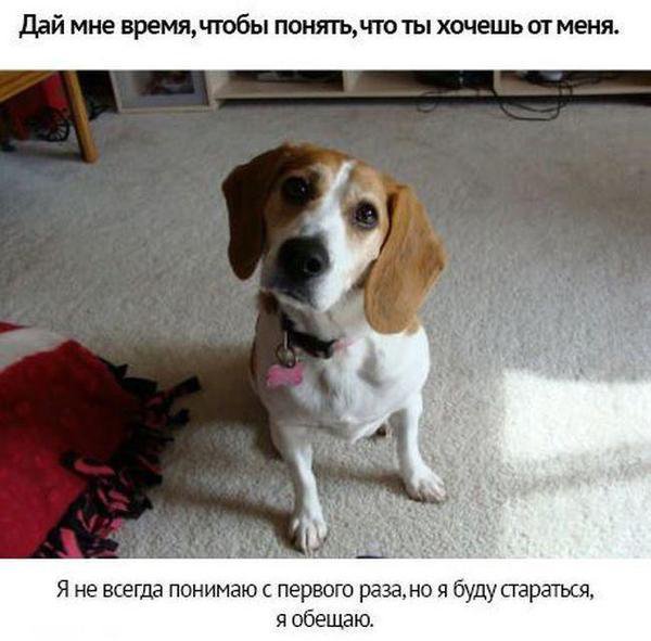 Собачьи просьбы