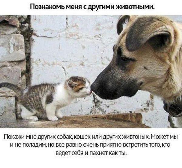 Собачьи просьбы