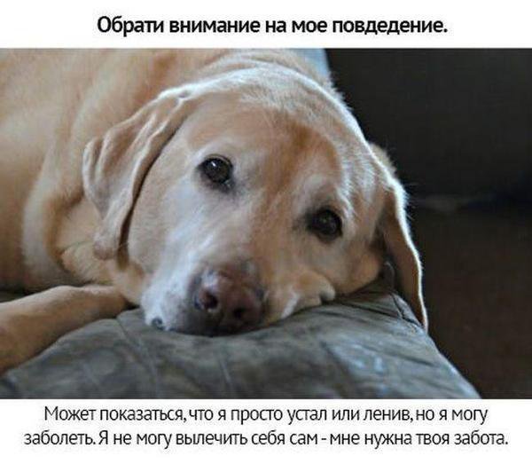 Собачьи просьбы