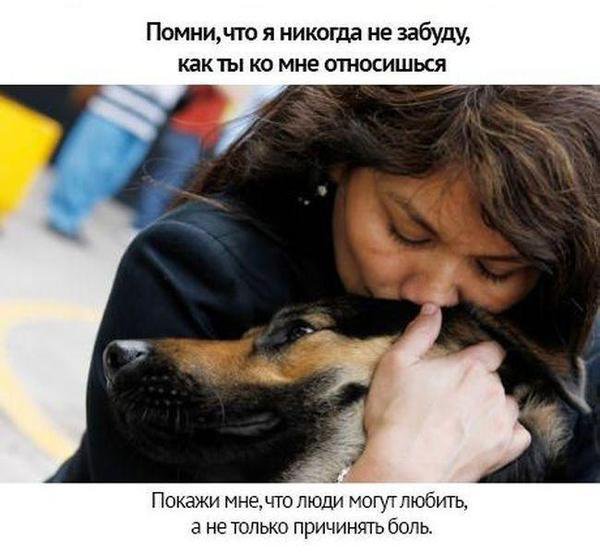 Собачьи просьбы