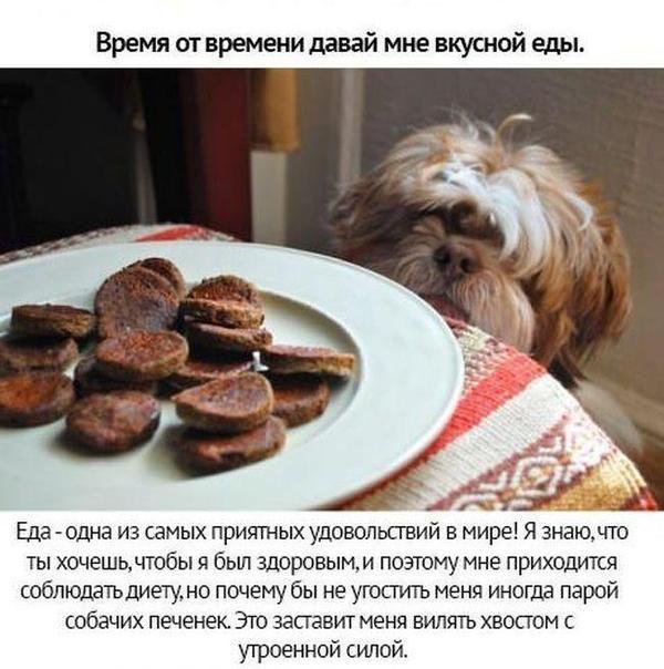 Собачьи просьбы