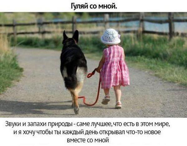 Собачьи просьбы