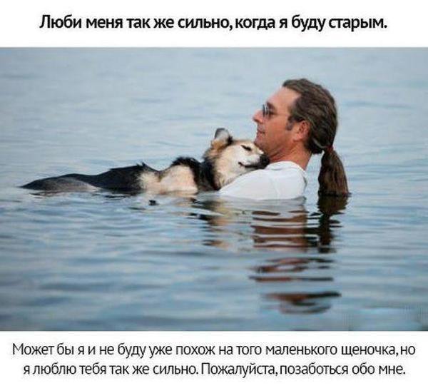 Собачьи просьбы
