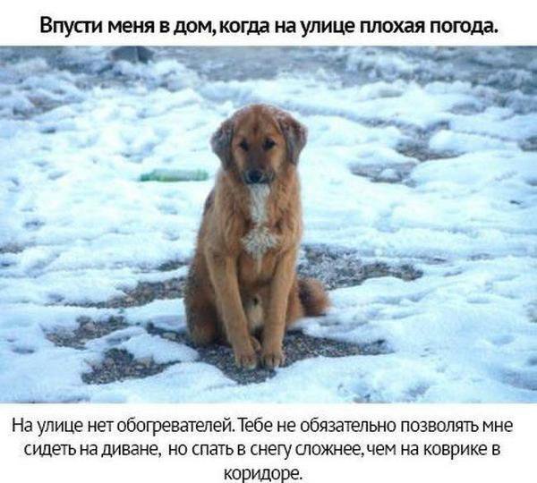 Собачьи просьбы