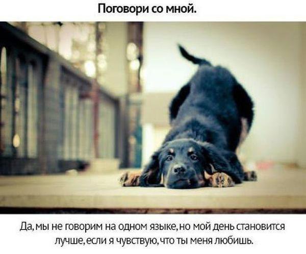 Собачьи просьбы