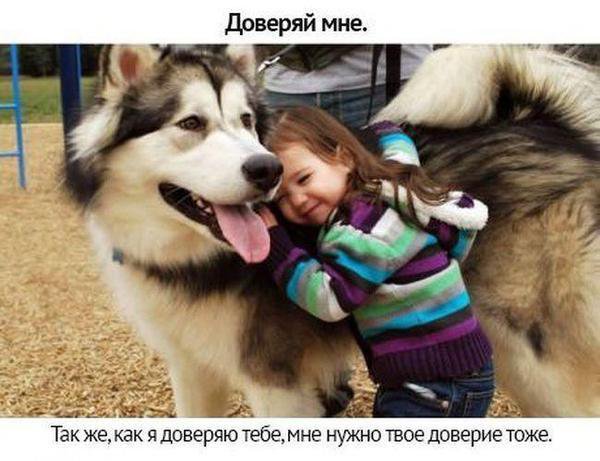 Собачьи просьбы