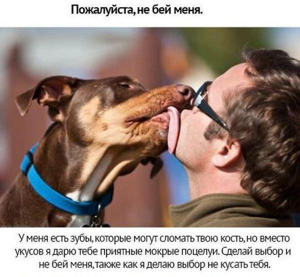 Собачьи просьбы
