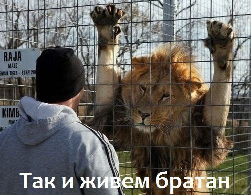 Прикольные картинки