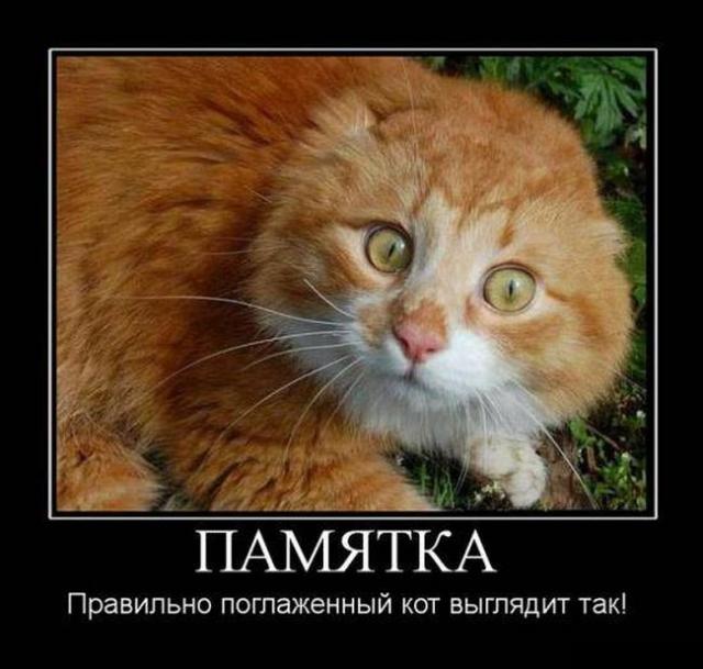 Демотиваторы (30 фото)