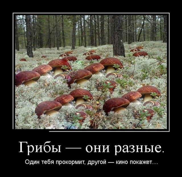 Демотиваторы (30 фото)