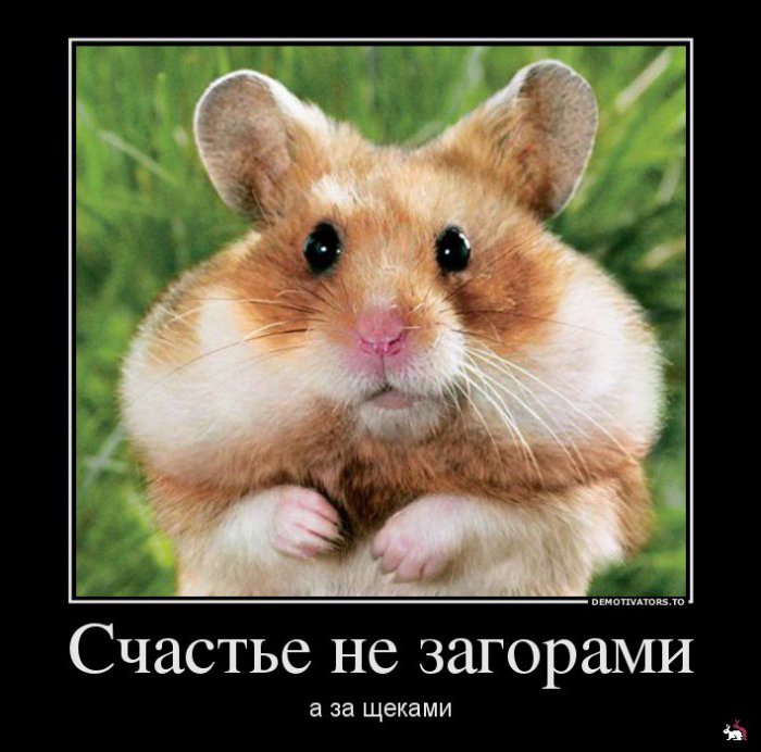 Кваторы