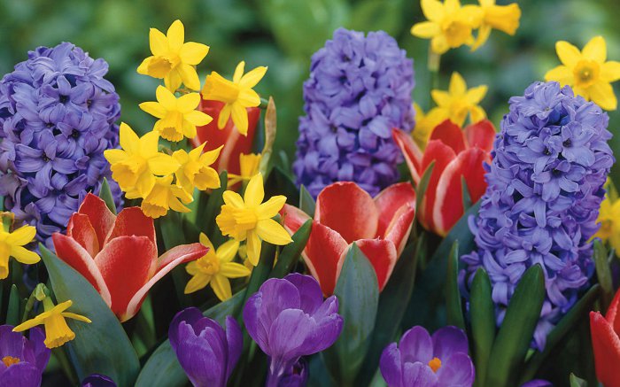 Обои на рабочий стол / Flowers. Wallpaper 5