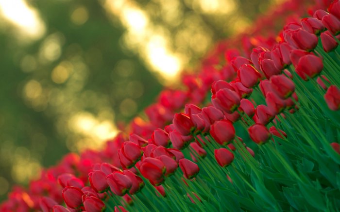 Обои на рабочий стол / Flowers. Wallpaper 5