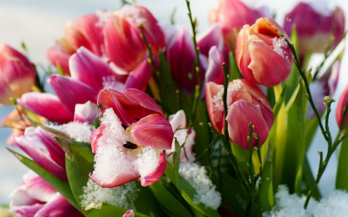 Обои на рабочий стол / Flowers. Wallpaper 5