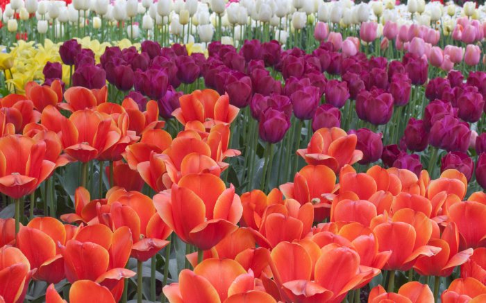 Обои на рабочий стол / Flowers. Wallpaper 5