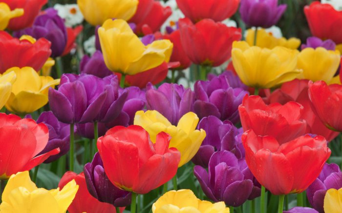 Обои на рабочий стол / Flowers. Wallpaper 5