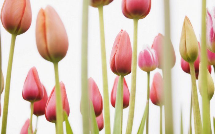 Обои на рабочий стол / Flowers. Wallpaper 5