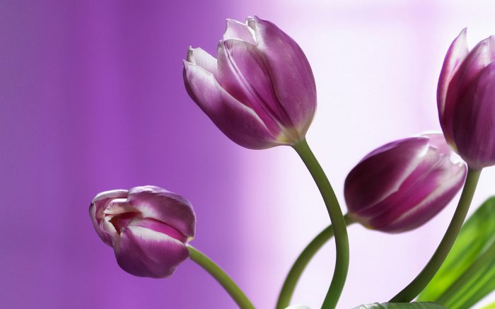 Обои на рабочий стол / Flowers. Wallpaper 5