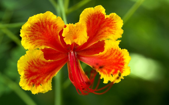 Обои на рабочий стол / Flowers. Wallpaper 5