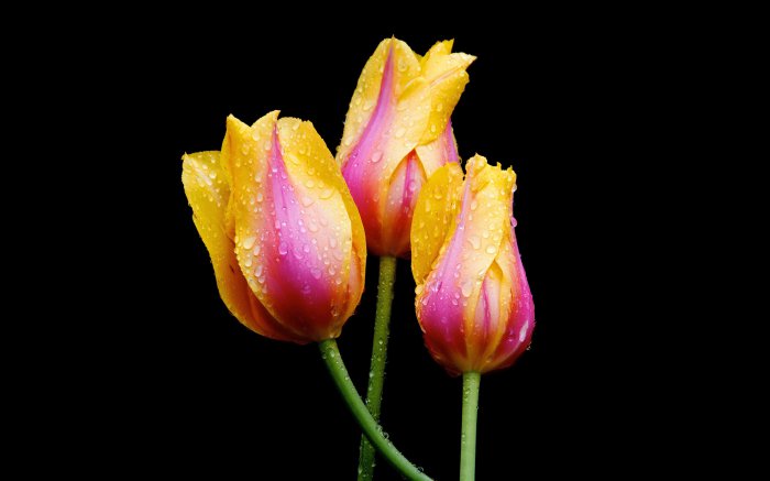 Обои на рабочий стол / Flowers. Wallpaper 5